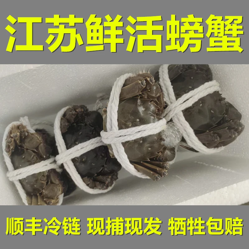 【活蟹现发】鲜活螃蟹河蟹公1.7-2.0两5只母1.7-2两5只礼盒顺丰包邮