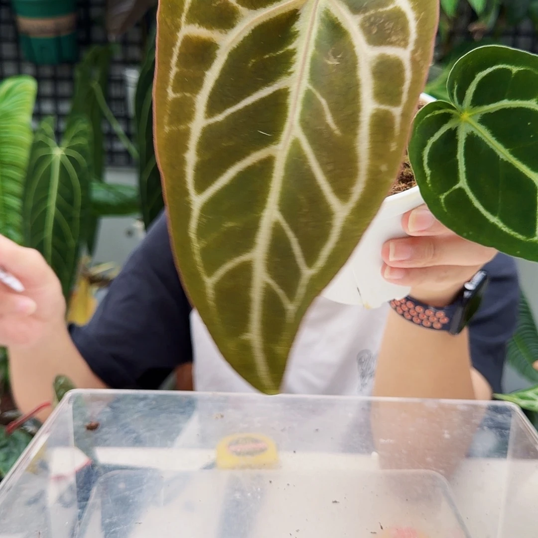 不开花植物T90粉脉撕裂纹