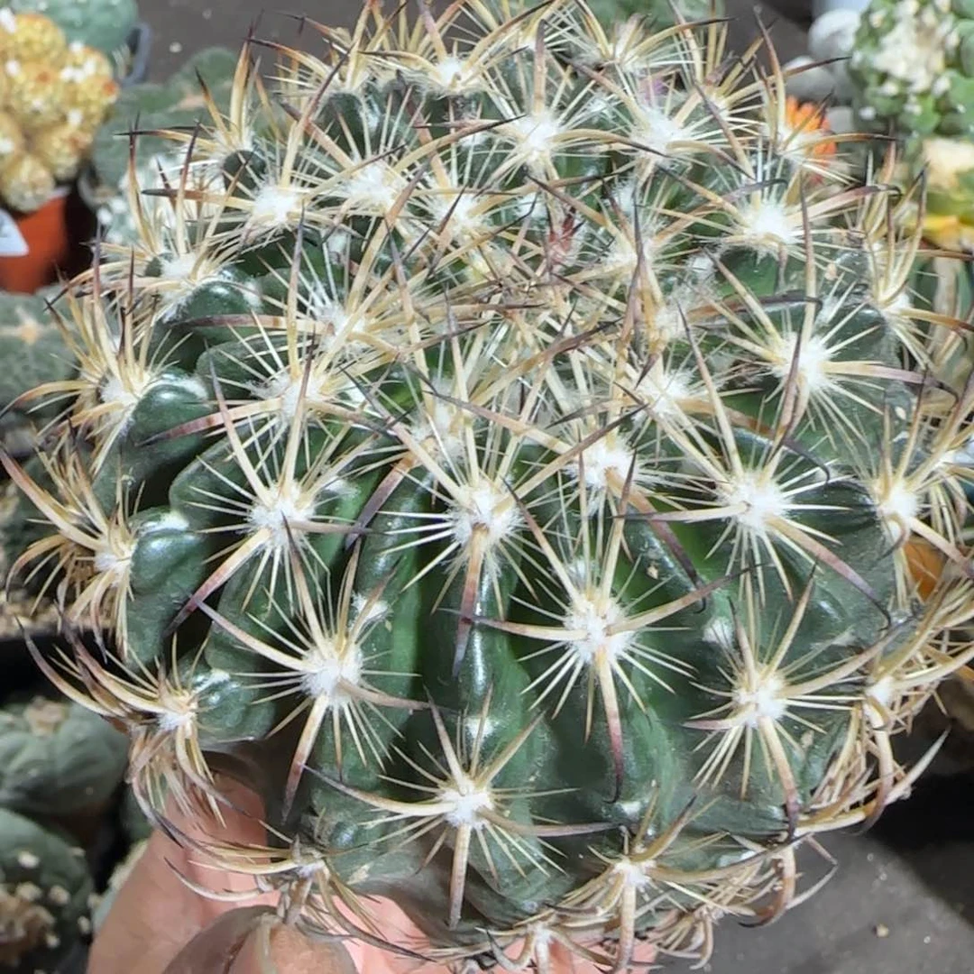 【闪购商品】落地超大虎爪