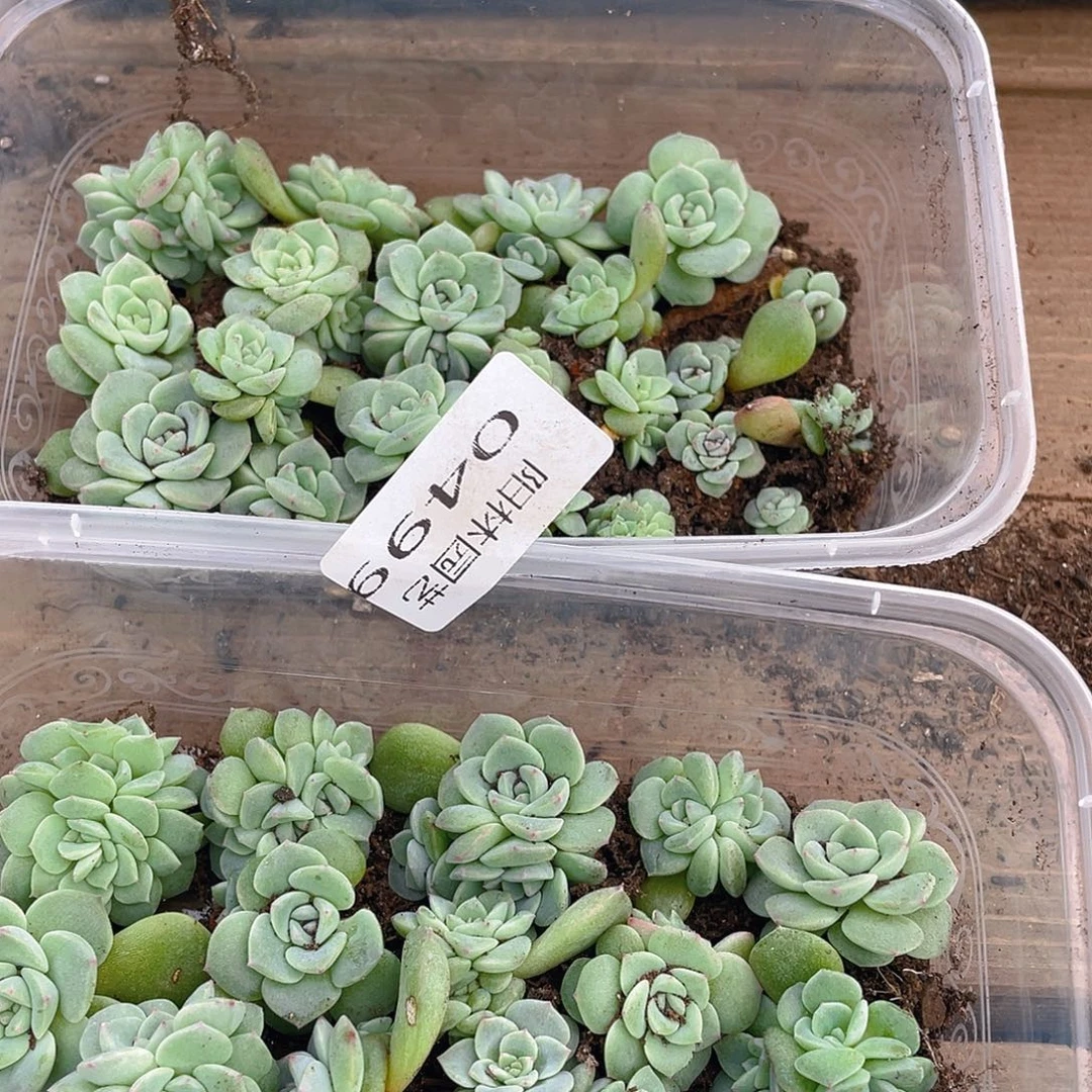 梅****多肉植物多肉植物499