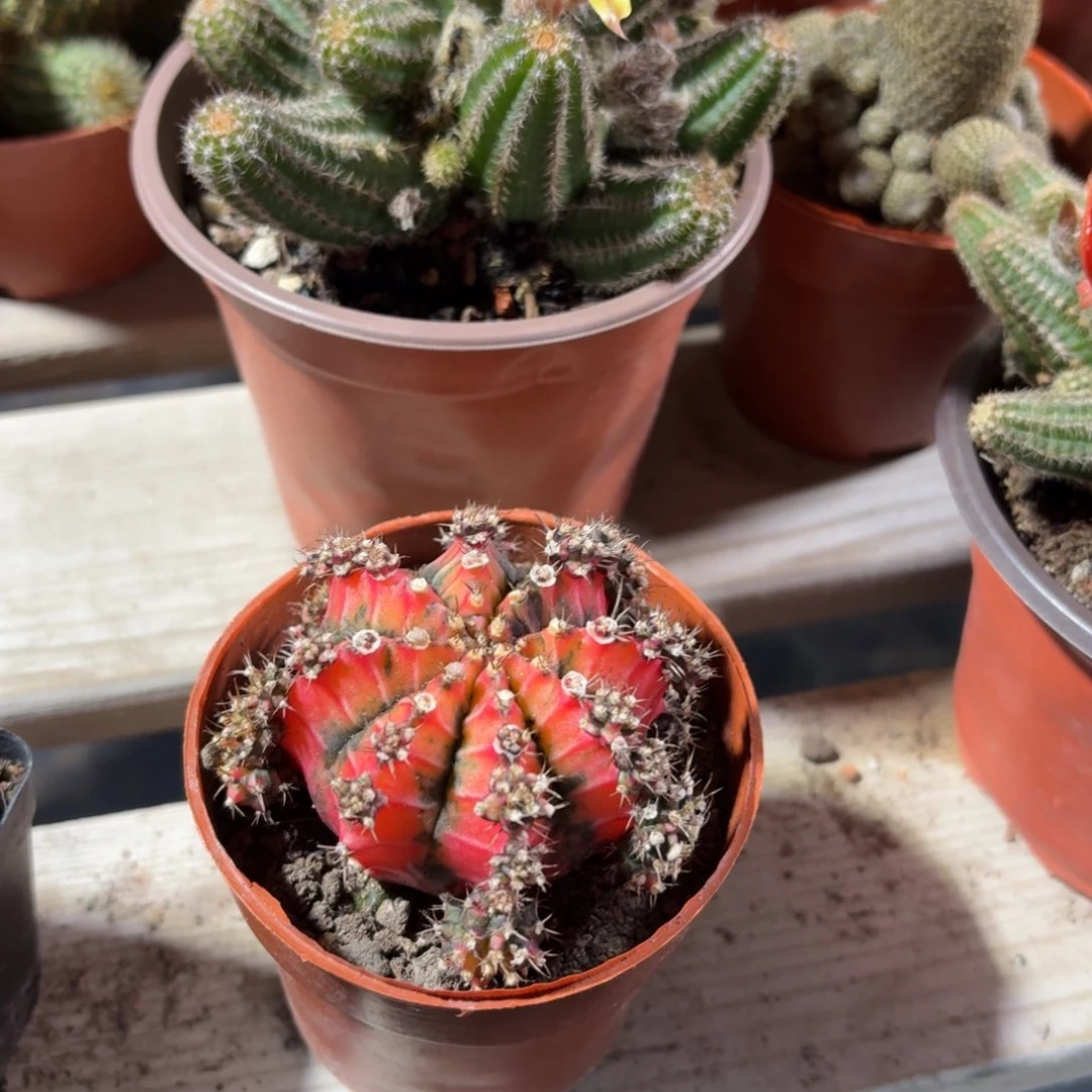 油画牡丹仙人球9㎝盆