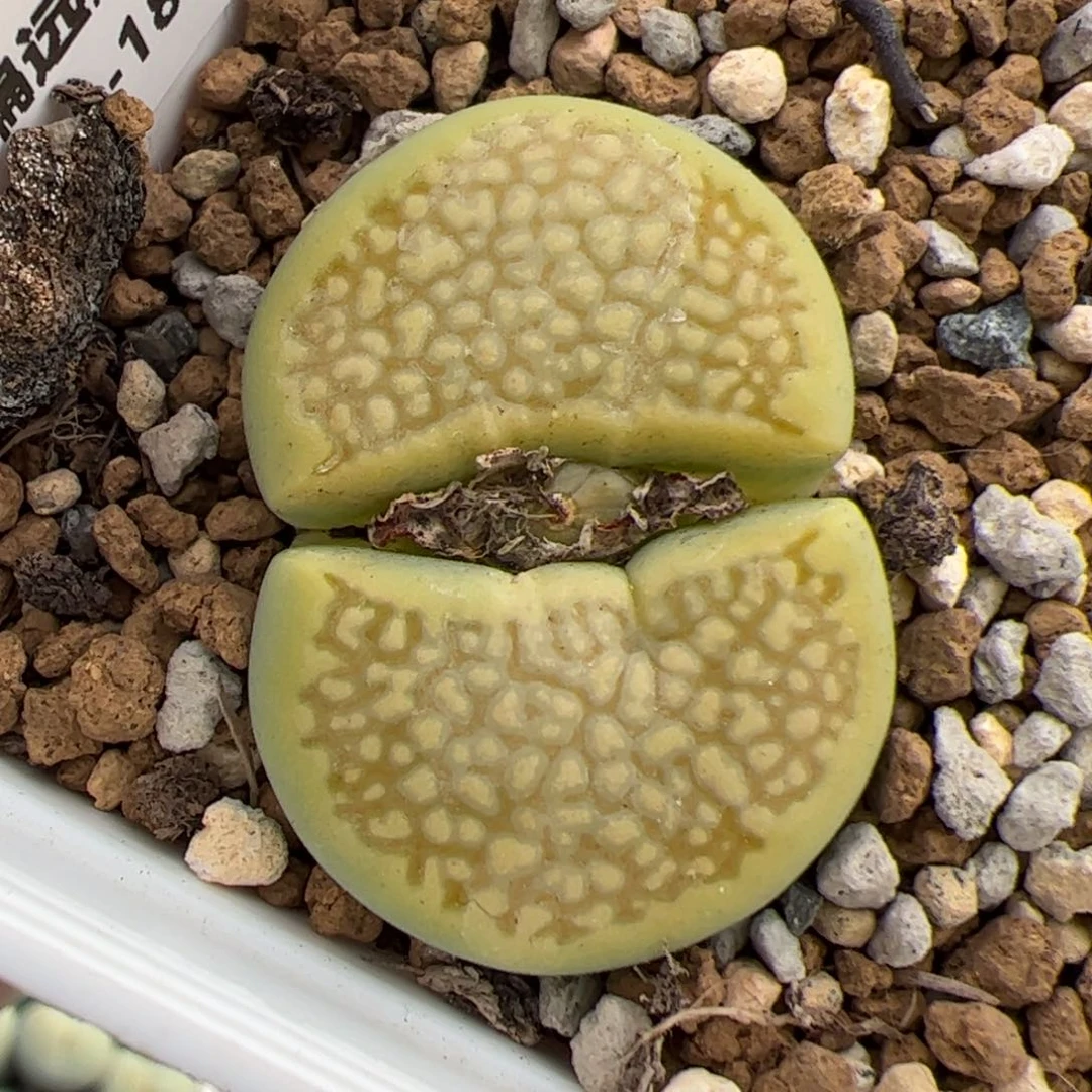 0443号 巴黎多肉植物