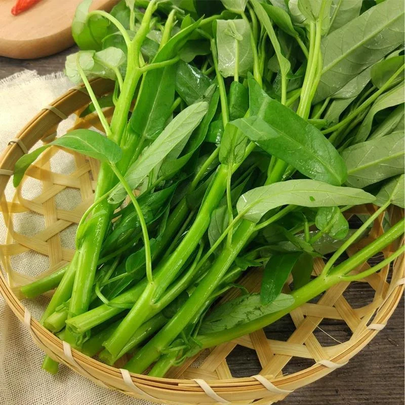 正宗高产三叉空心菜种苗柳叶通心菜种苗四季蔬菜种苗盆栽菜园客厅