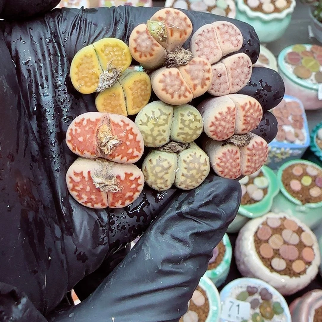 生石花满18包邮1212-88