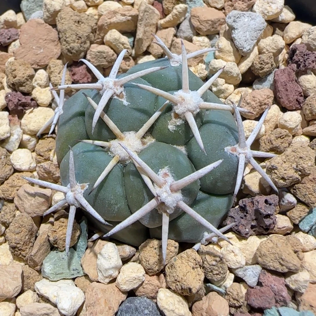 09实生大祥冠多肉2.6