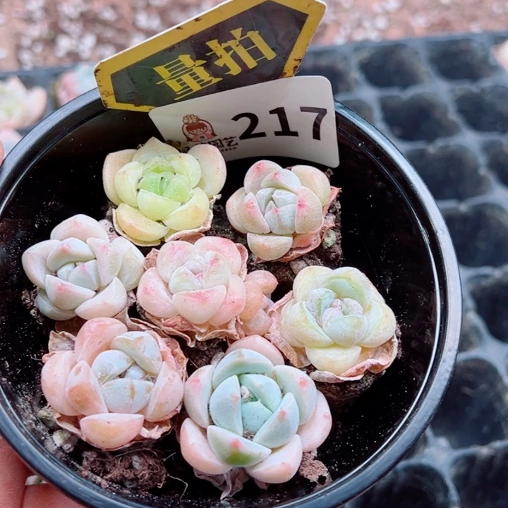 多肉植物多肉植物
