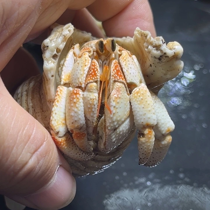 闪9号毛球2.5口径