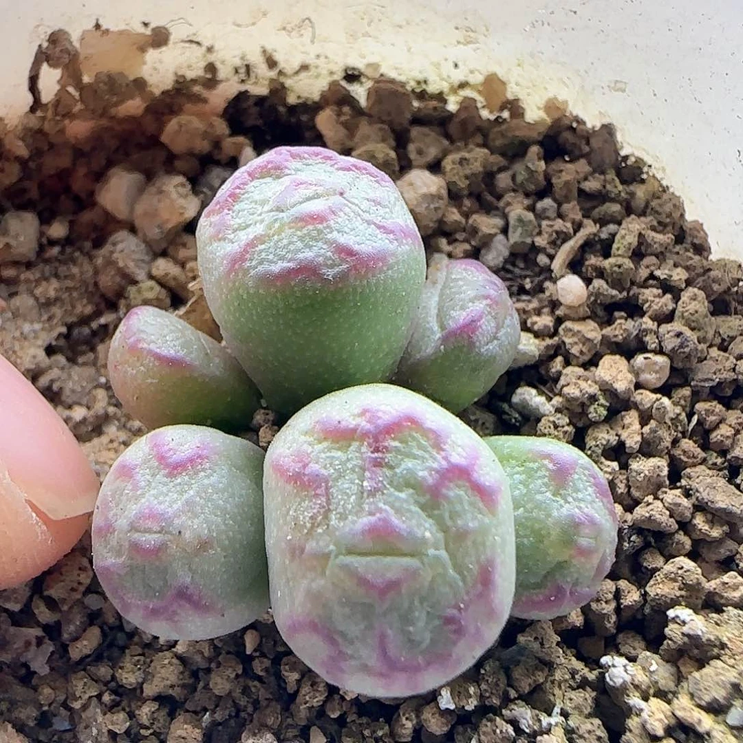 乔*脱土年后发货23891