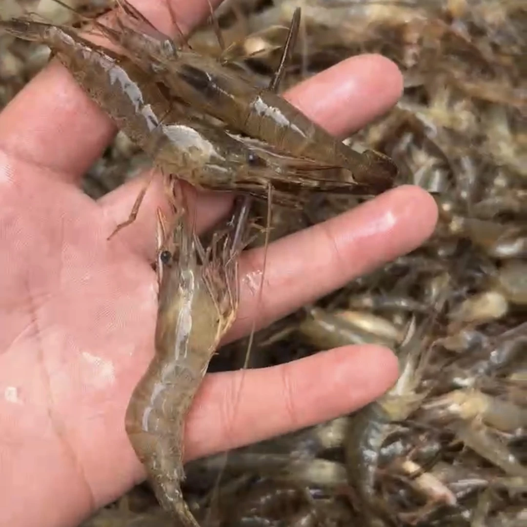 纯野生小河虾【单体 3-5 厘米】