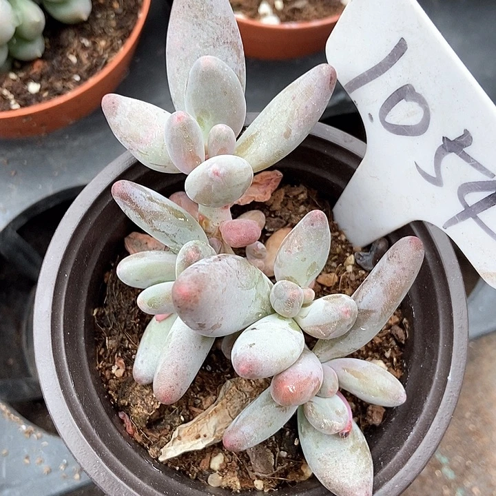 多肉植物白兰地1054