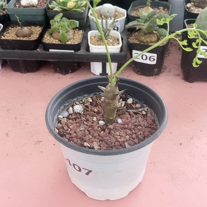 407香水杨葵块根,