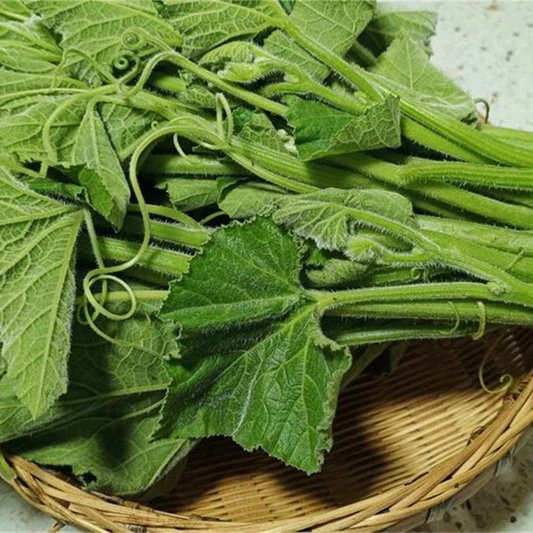 南瓜颠正宗贵州开阳南瓜叶新鲜南瓜颠家常炒菜时令蔬菜产地直销