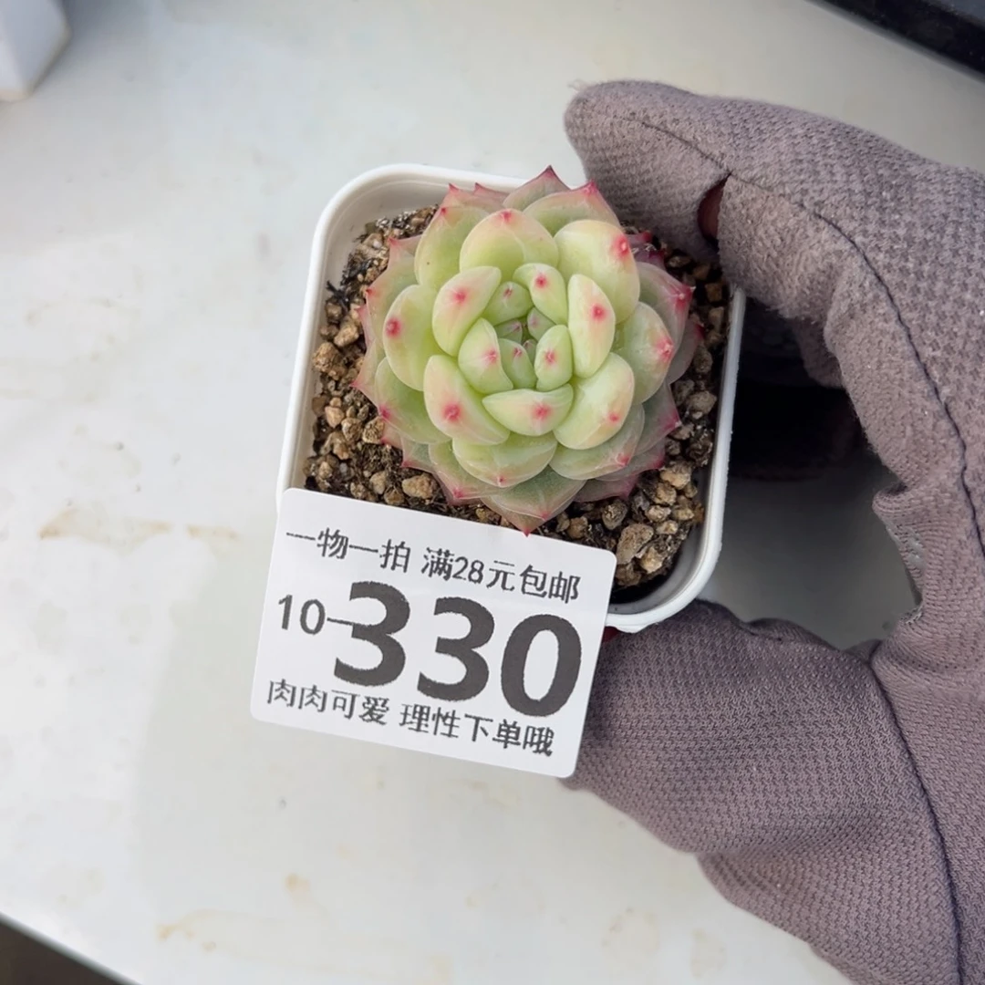 W****寒菲单头多肉多肉多肉多肉