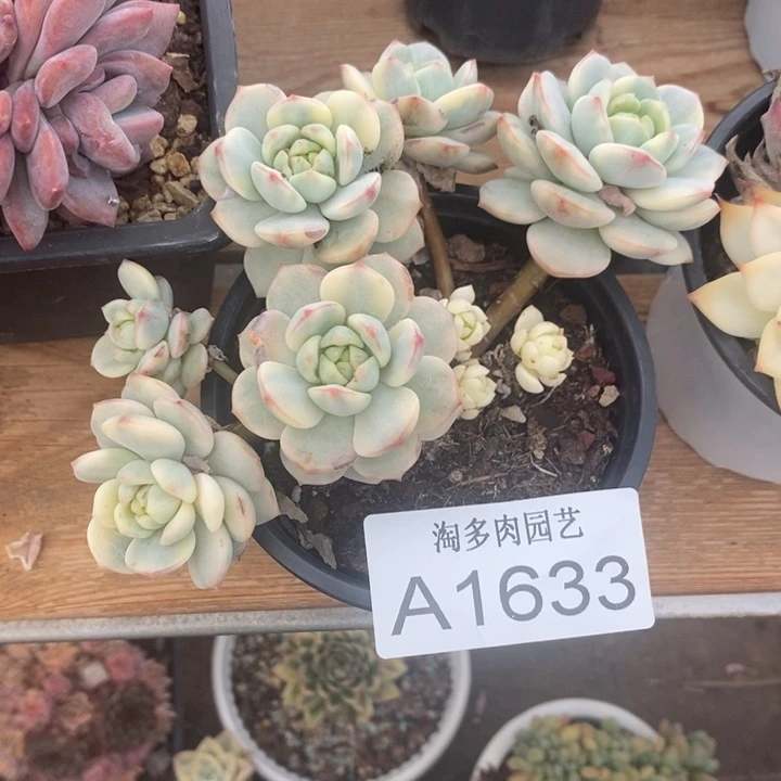 香草锦多肉植物A1633