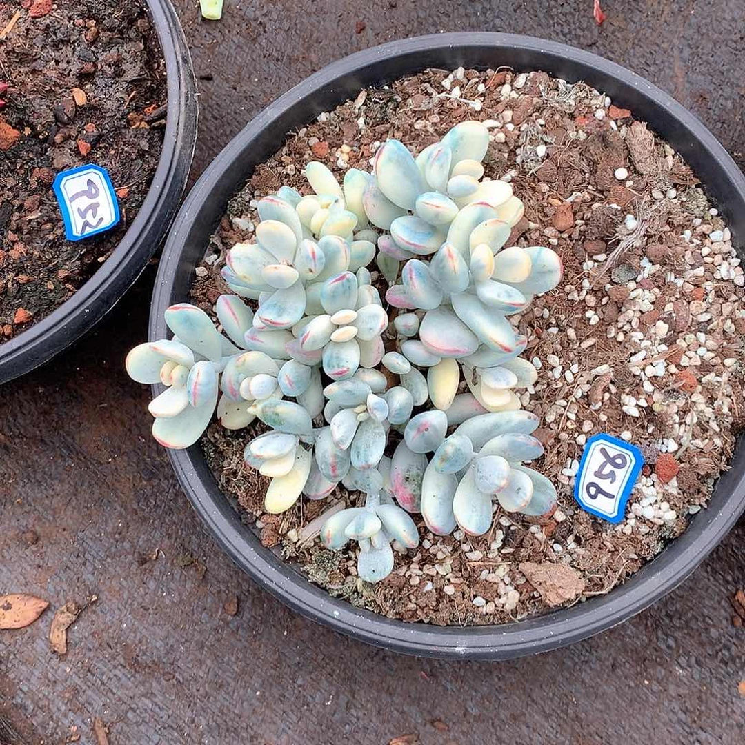 956福娘锦 一物一拍多肉