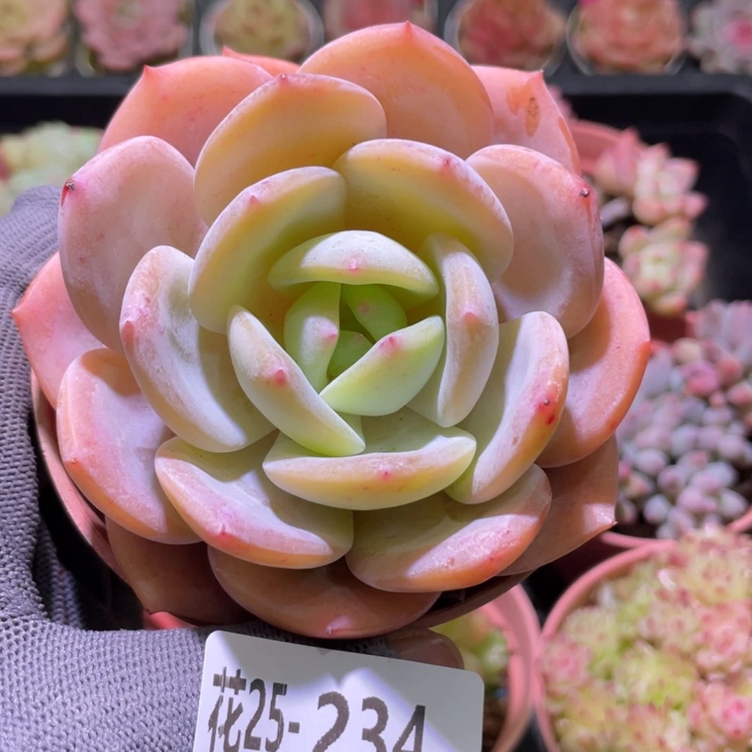 花利美25-234白月梦露