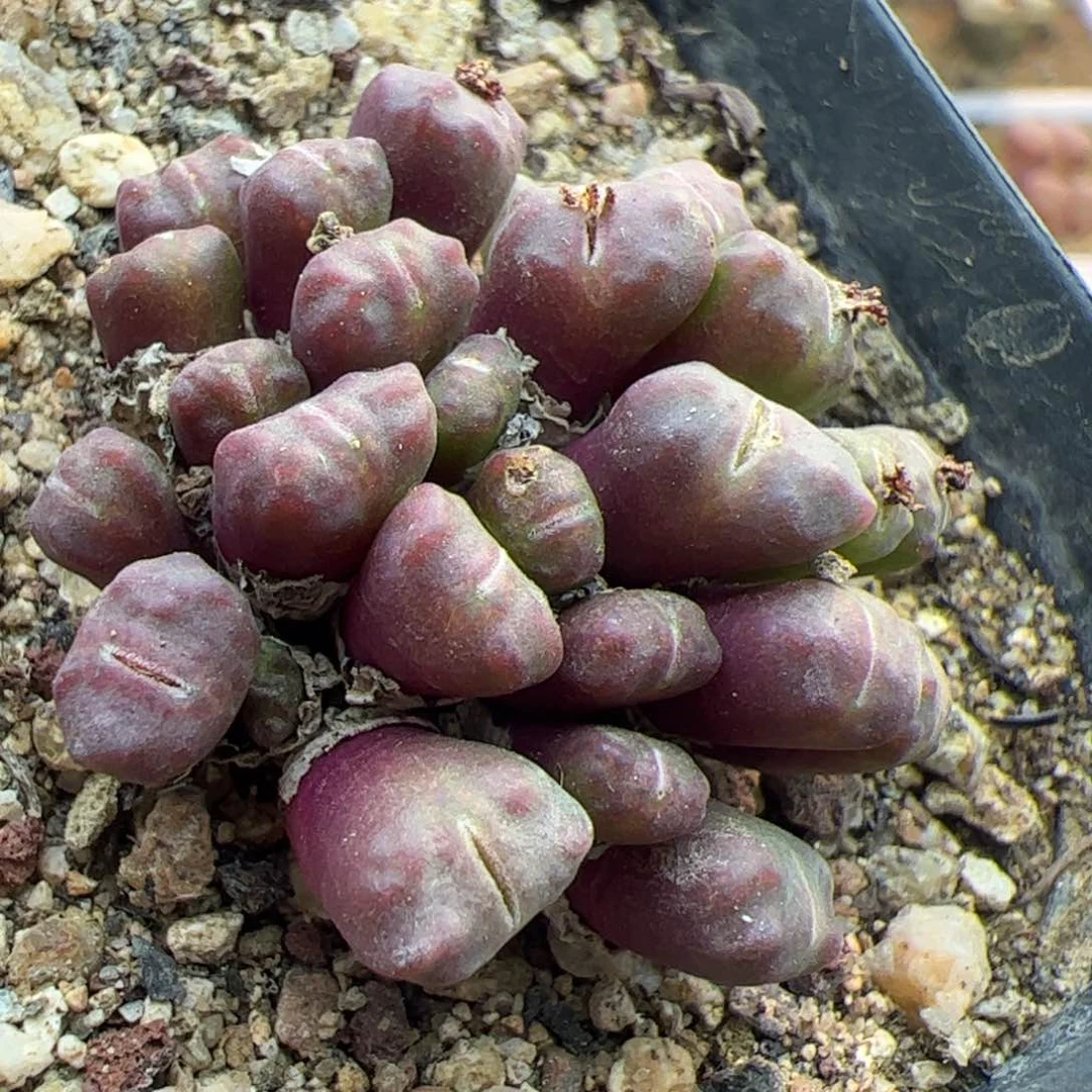 大家过年好22630