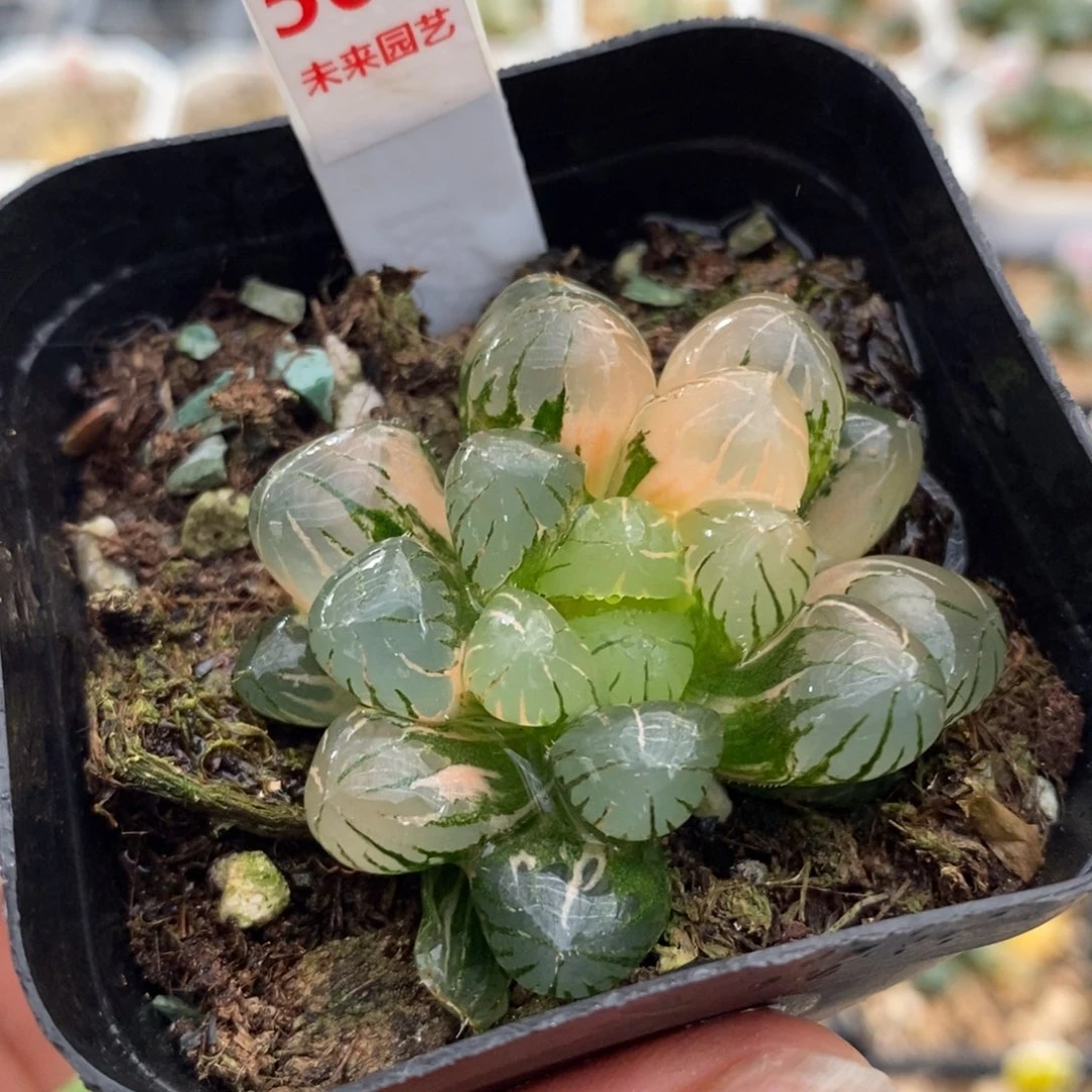 505冰灯玉露锦一物一图