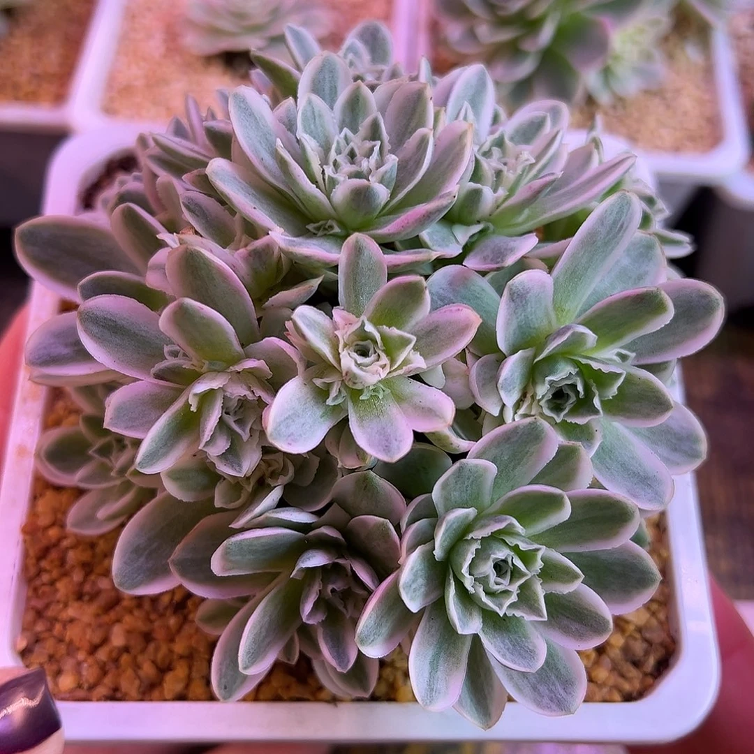 山地玫瑰锦秋夕159号