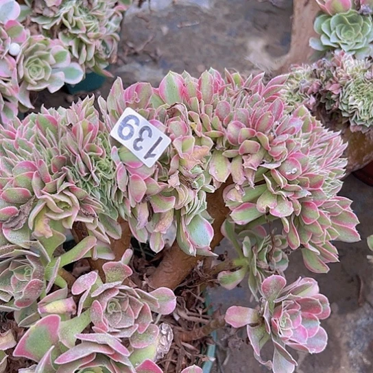 泉***当多肉植物一个香非追
