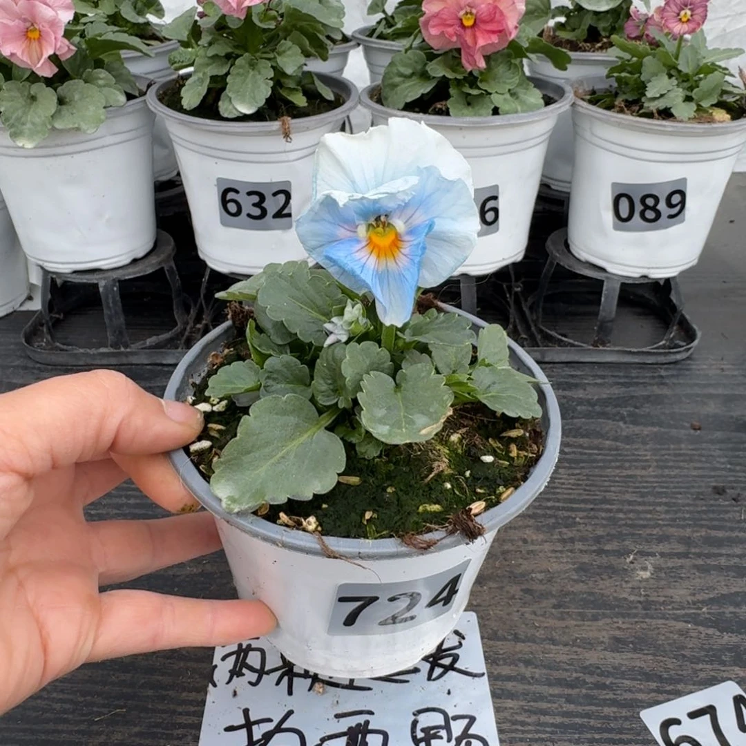 全部花朵724号希尔4号