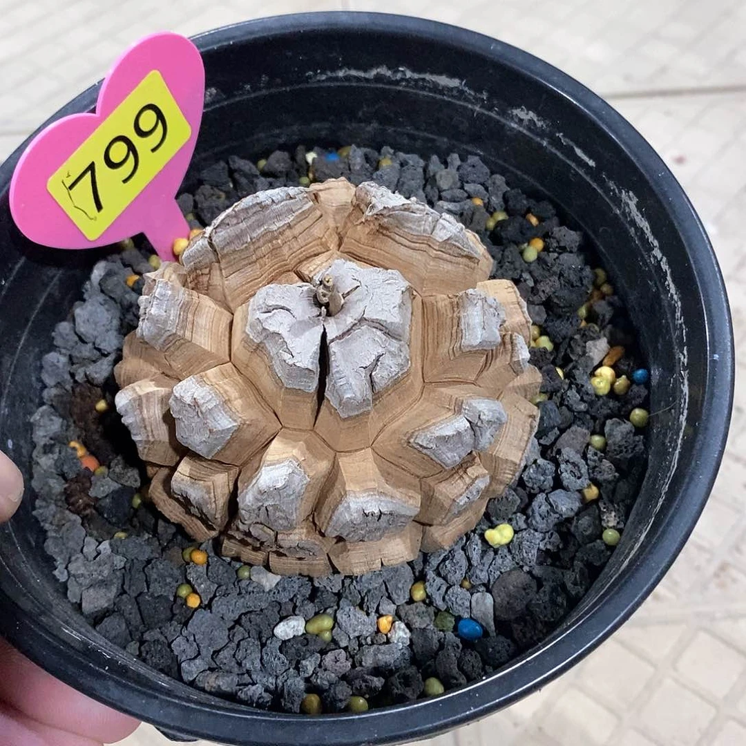 南非龟甲龙龟甲龙