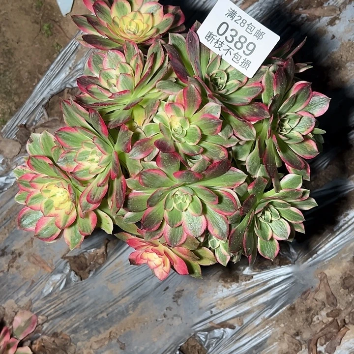 0389海仙多肉植物