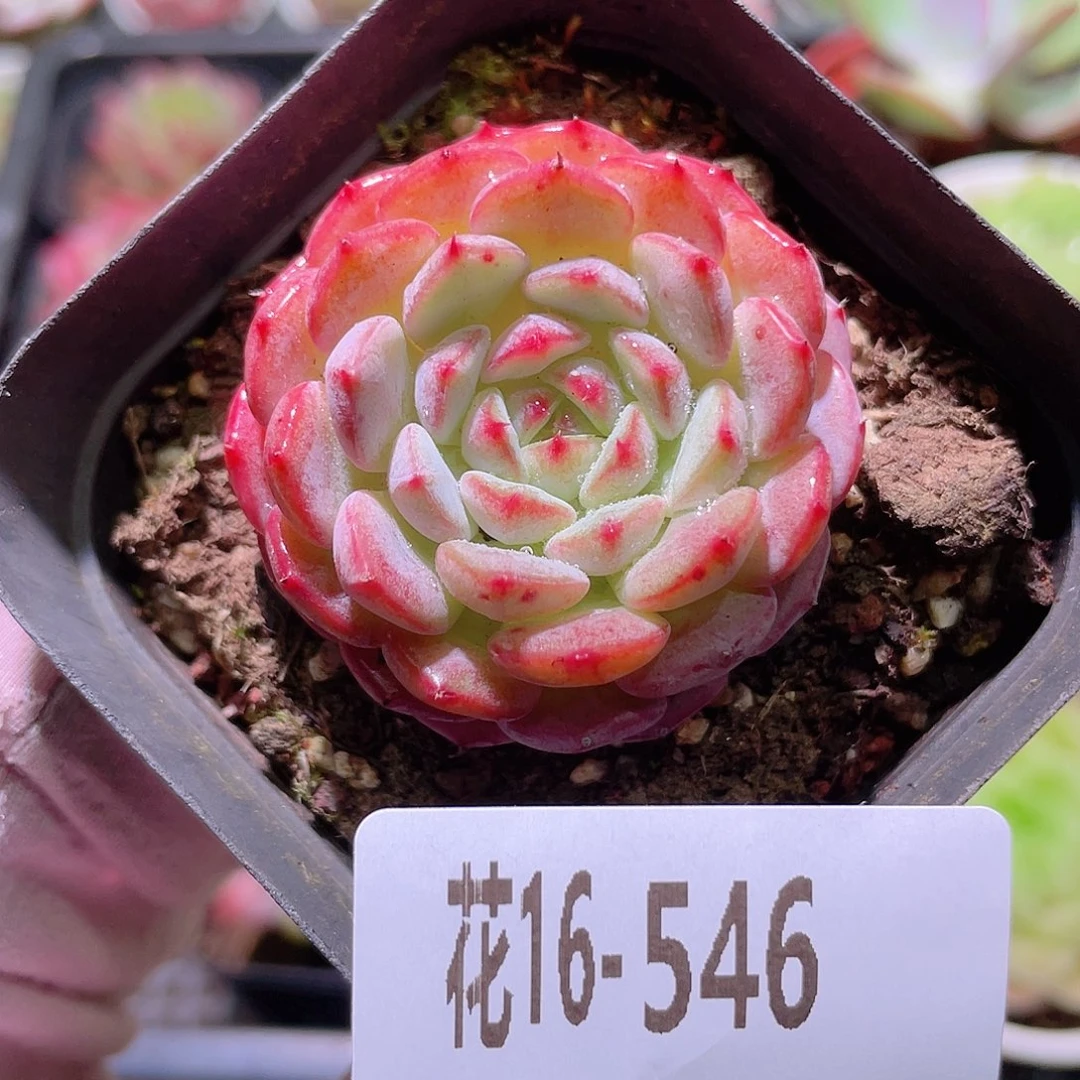 花利美16-546哈尼