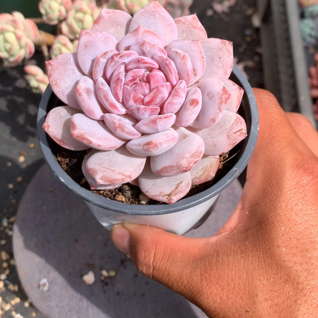 我们是真的没有关系嘛不