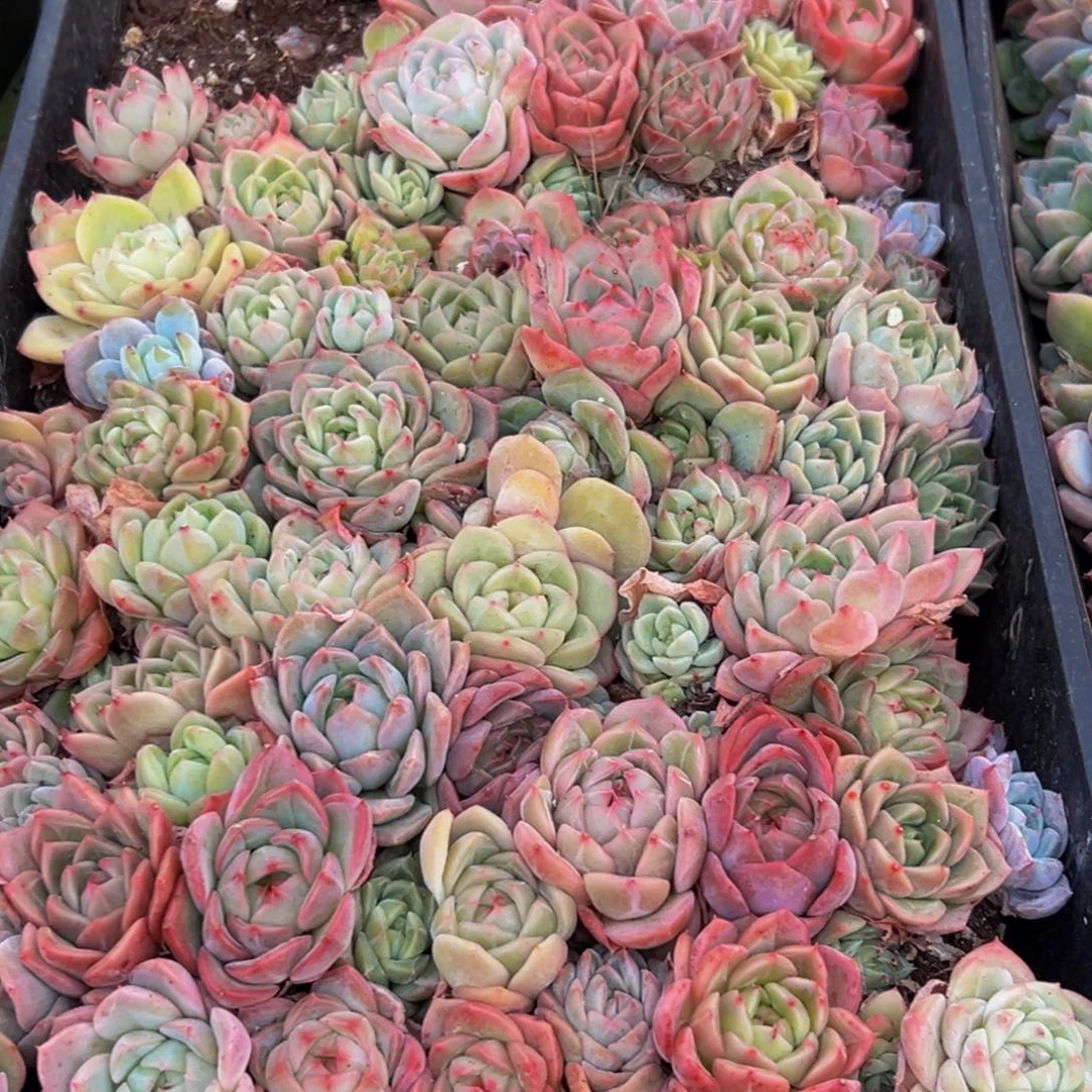 600多肉葡萄领导人物