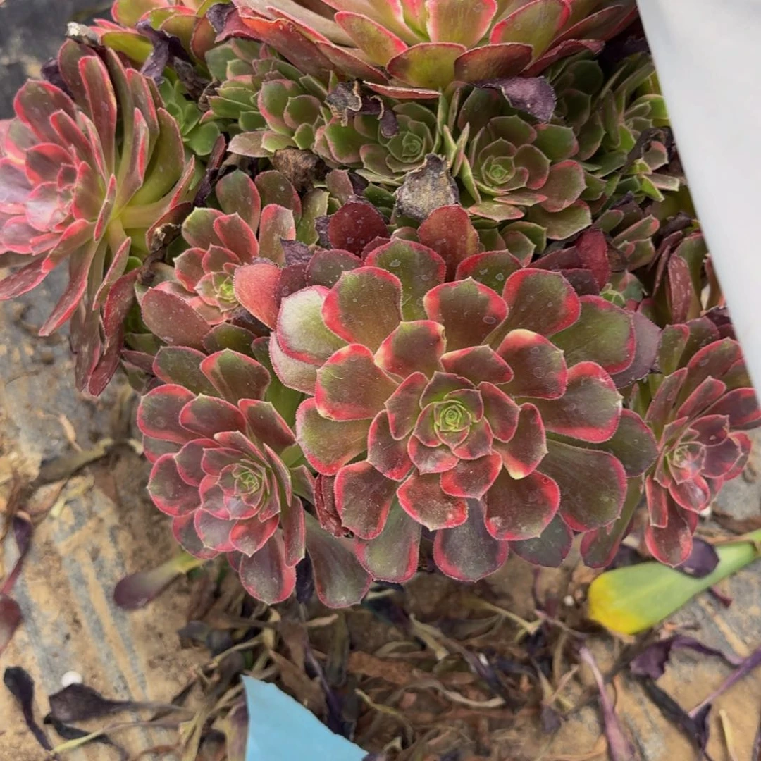无花朵838多肉植物捧花的