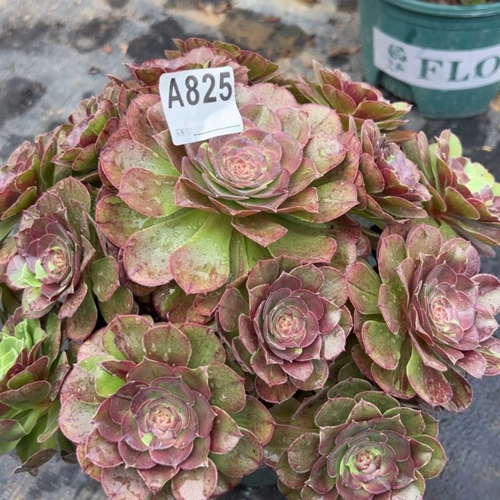 825花月夜25厘米左右