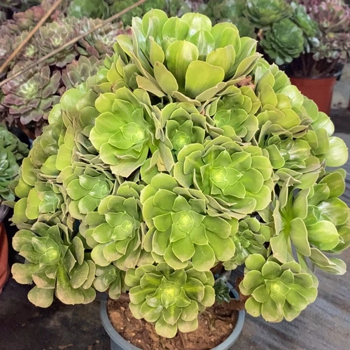 绿柠檬多肉植物73。