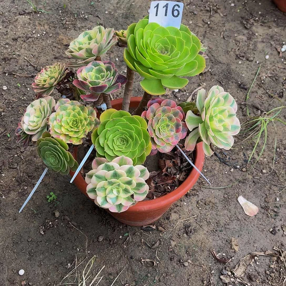 路**间多肉植物一物一拍116
