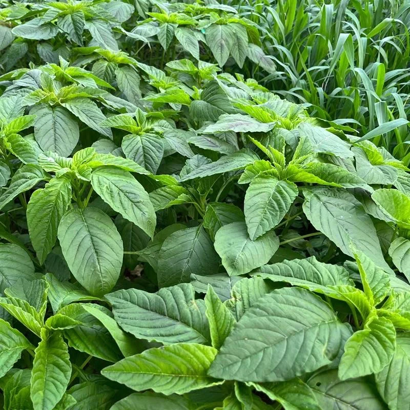 苋菜新鲜蔬菜500g