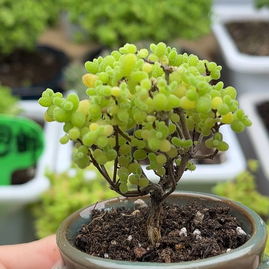 28蜜桔带盆优选枝干番杏