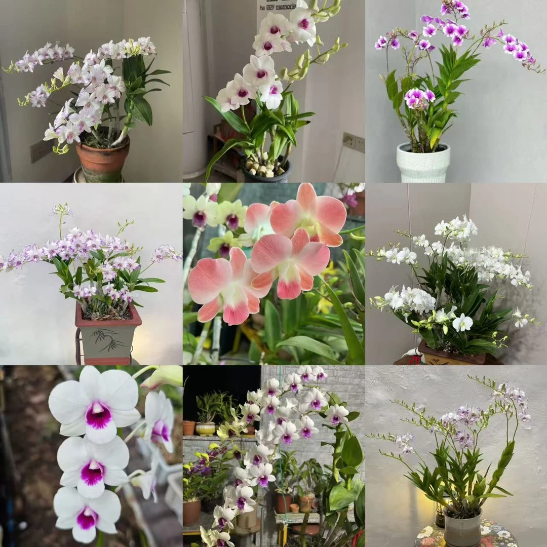 永祥兰艺 多品种秋石斛粉黛水晶易种易复花花卉绿植