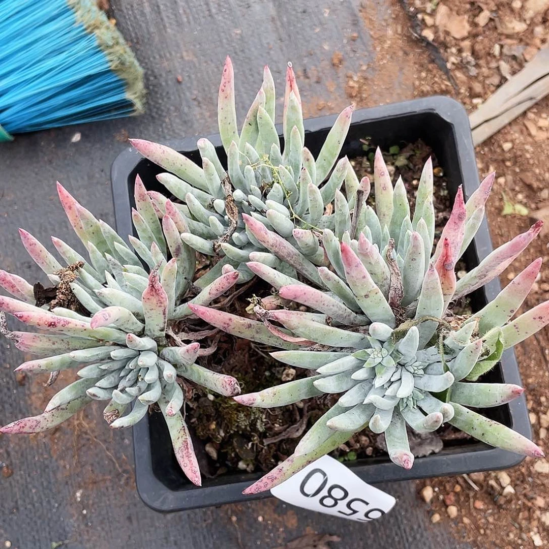 海瑟老桩多头6580