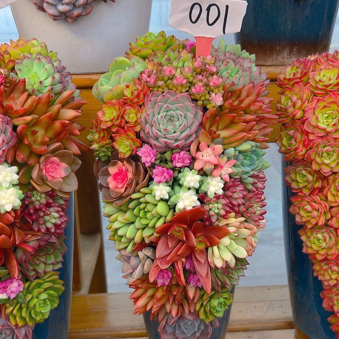 001水果拼人多肉组合花园