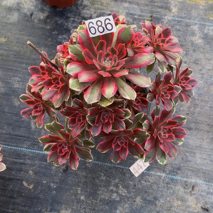 00000000000686浣纱