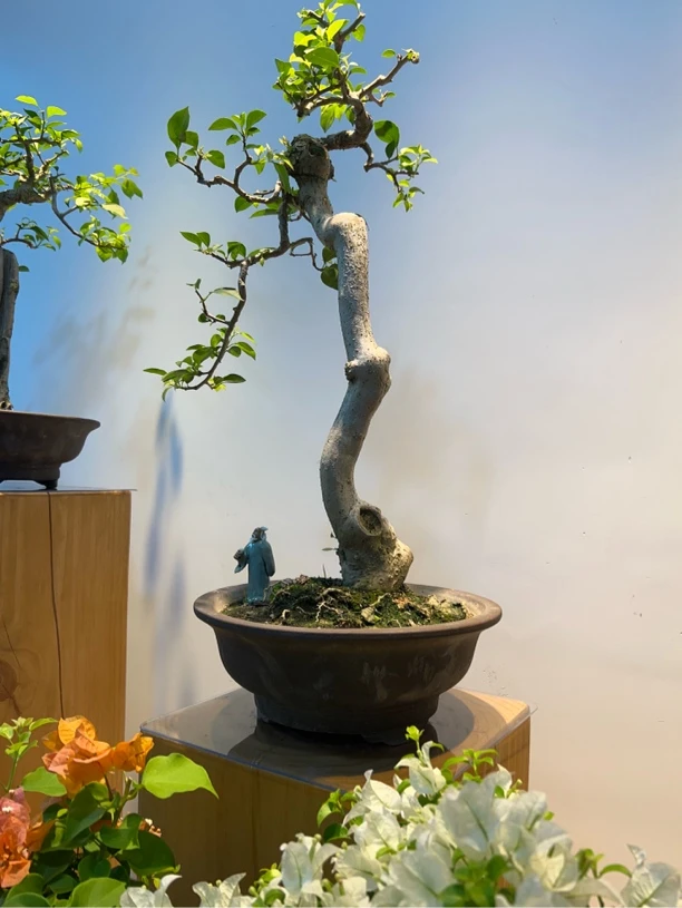 ［幽涧孤影］三角梅精品高端盆景可用于办公室书房阳台庭院