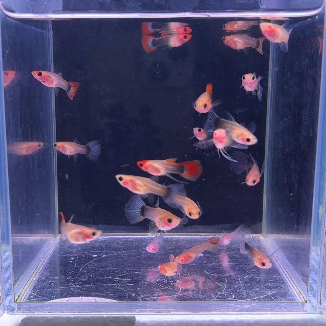 ****妹孔雀鱼玻璃猫20条所见即所得