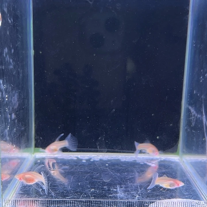 丹***妮孔雀鱼蓝白玻璃2对