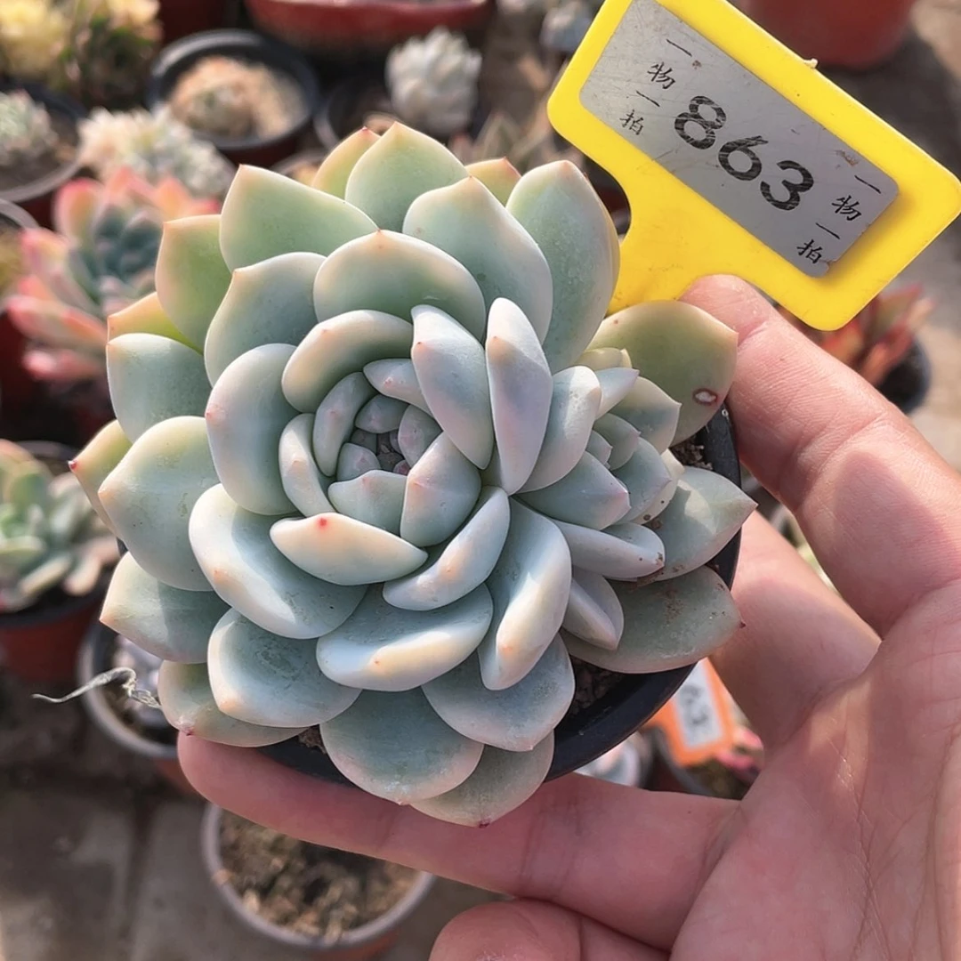 【闪购商品】863号