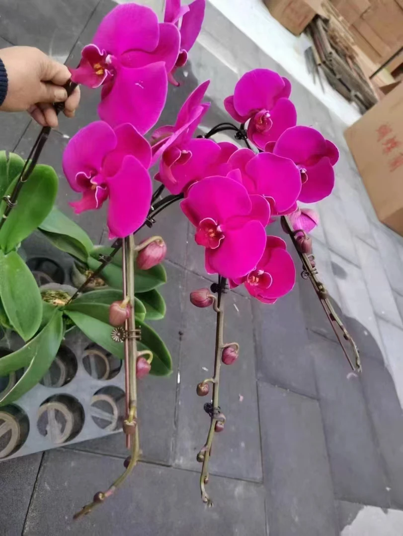 3.5寸大辣椒带花带花苞发货