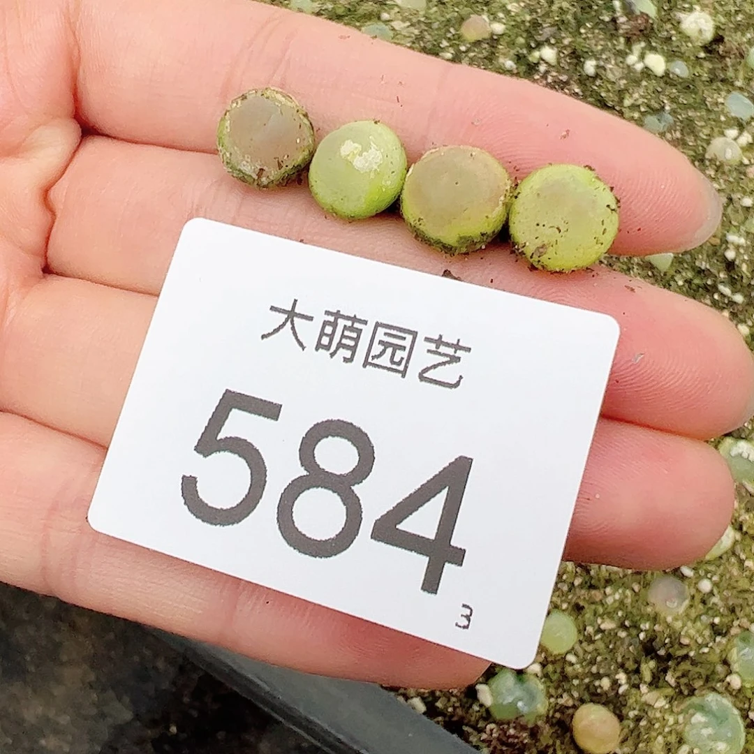 0000584量拍日系红皮拉登4颗尺寸0.7上下