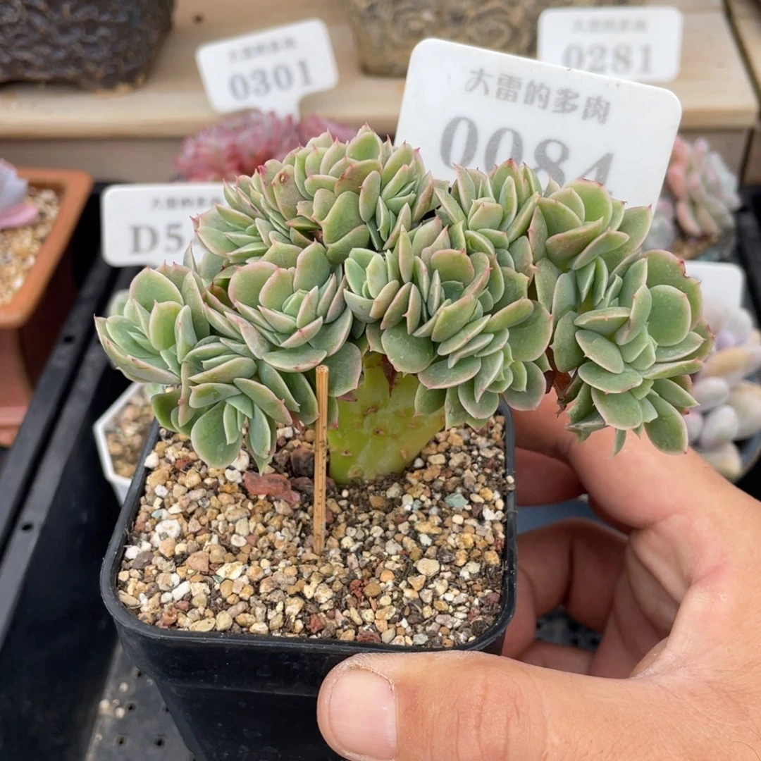 0084星娜塔不带盆10厘米