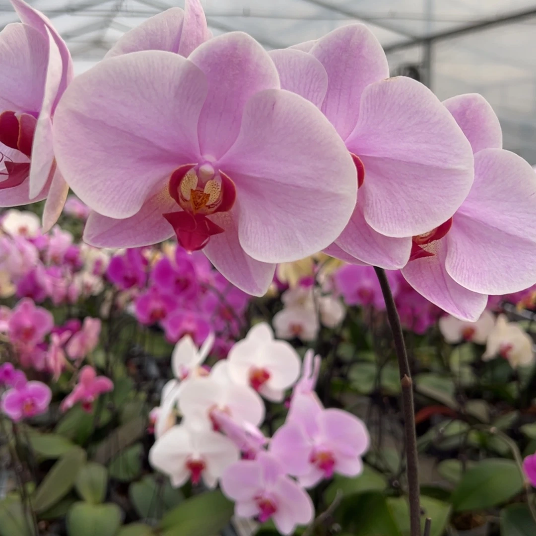 完全开放M320 剪梗。