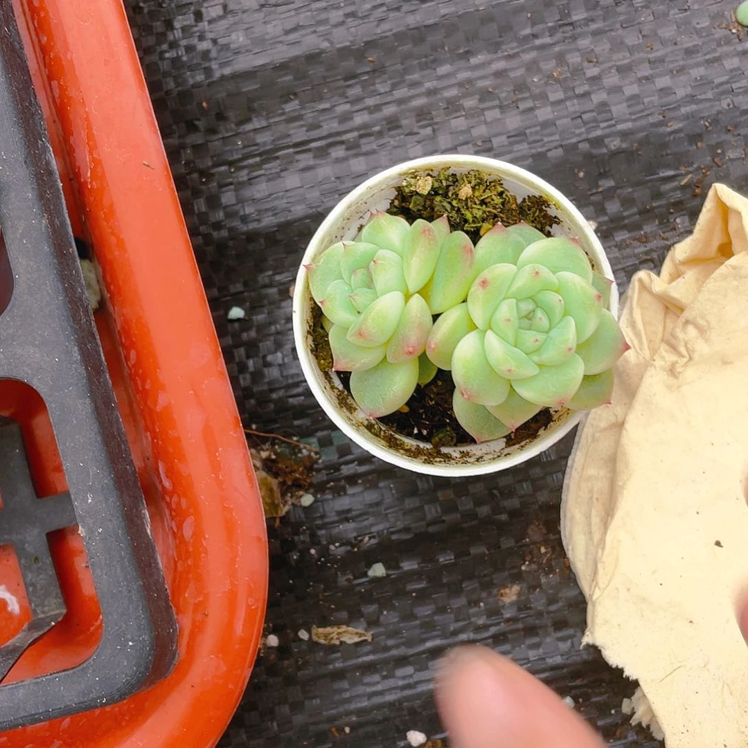 D****y954 甜心双头盆一个满25包邮