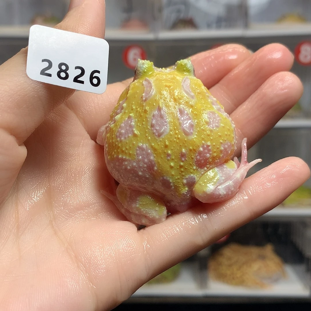 ****g角蛙2826黄白变异